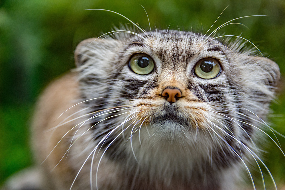 It's World Cat Day — Celebrate with Some Feline Idioms