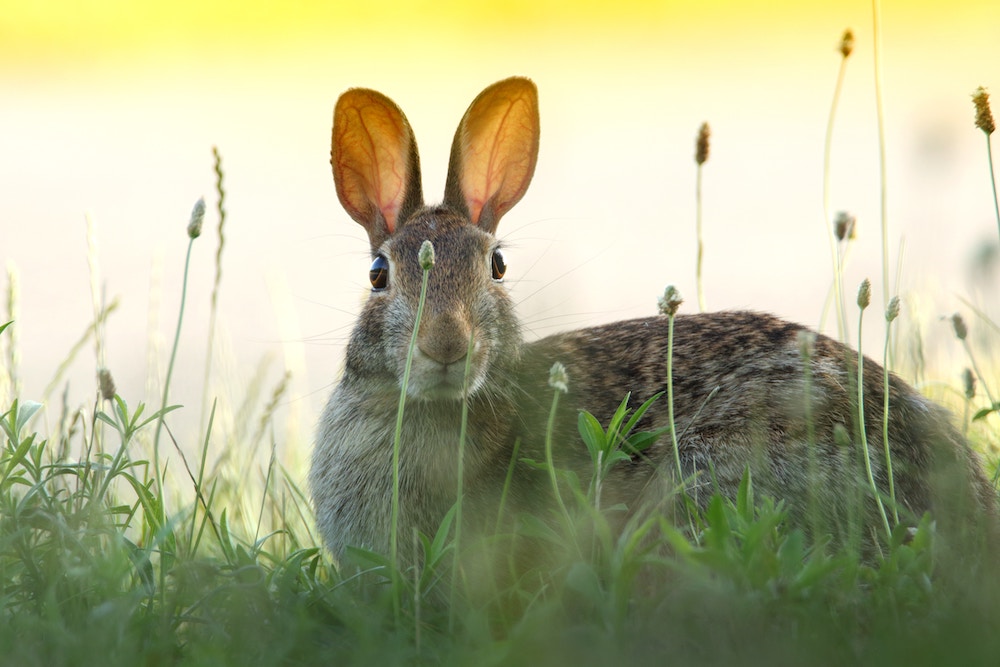 do-easter-bunnies-lay-eggs-langu-blog